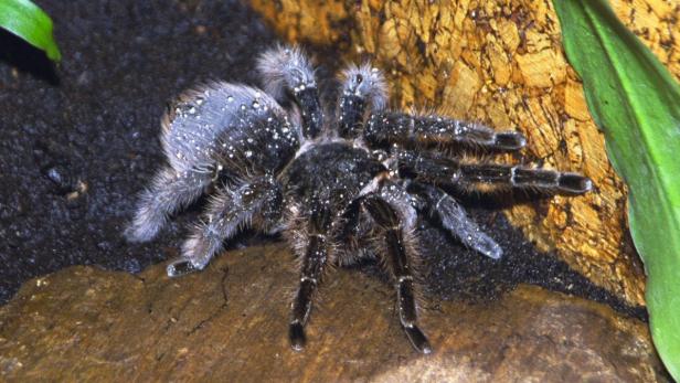 Eine Vogelspinne sitzt auf einem Stein, ihr Körper ist mit kleinen Wassertropfen bedeckt.