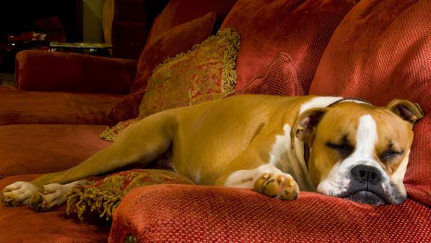 Reagieren Hunde panisch auf Böller, können Medikamente beruhigen.