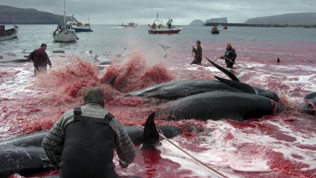 Das Wasser ist rot vom Blut der getöteten Wale während einer Grindadráp-Jagd auf den Färöer-Inseln.