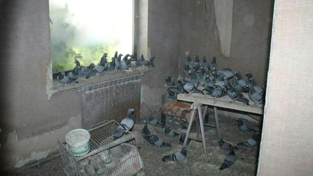 Ein Mann hat in einem Haus bei Schwechat mit bis zu 200 Tauben zusammengelebt.