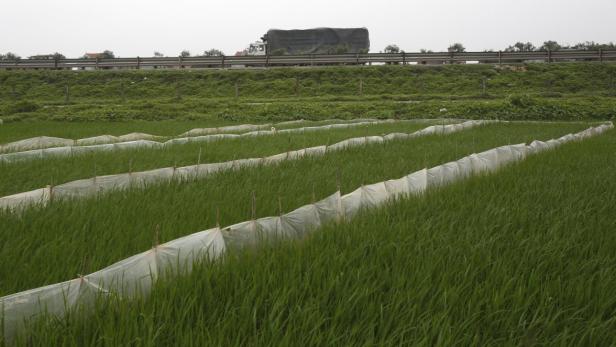 Ein Feld mit jungem Reis, der mit Netzen vor Schädlingen geschützt wird.
