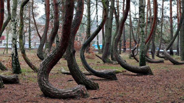 POLAND NATURE CURIOSITIES Rund 400 Bäume sind es, die merkwürdig gekrümmt sind.