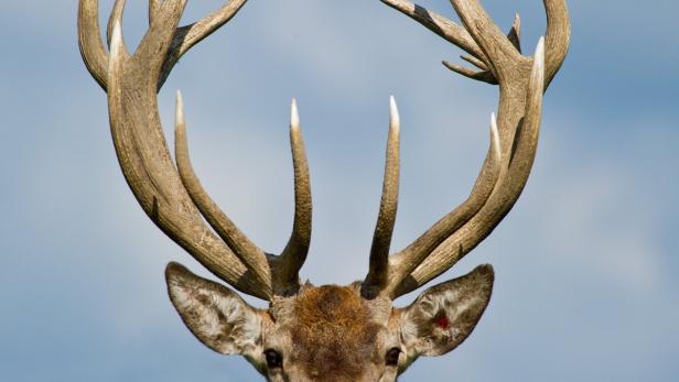 Nahaufnahme des Geweihs eines Rothirsches vor blauem Himmel.
