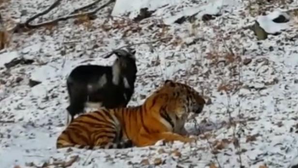 Ein Tiger liegt im Schnee, während eine Ziege daneben steht.
