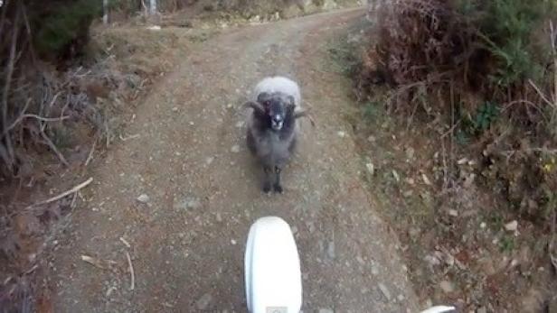 Ein dunkles Schaf mit Hörnern steht auf einem Feldweg.