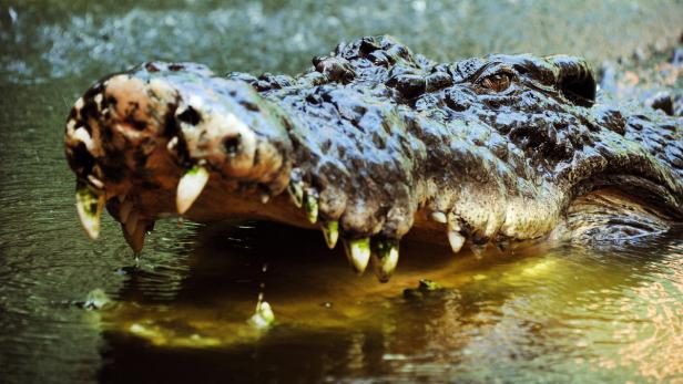 Auch wenn es oft unbemerkt bleibt: Diesem Salzwasserkrokodil möchte man lieber nicht begegnen.