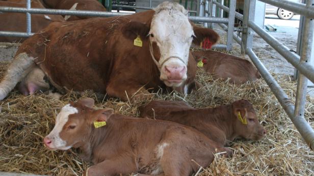Rinderzucht: Von Pannonien nach Nordafrika
