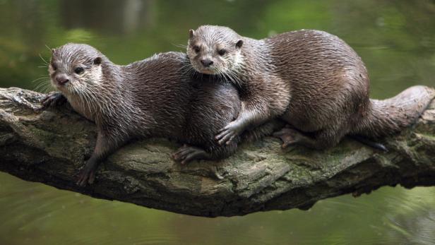 Fischzüchter fordern Otter-Abschuss