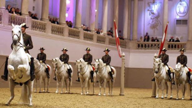 Stress-Tod eines Lipizzaners
