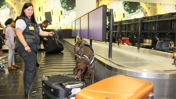 Reportage am Flughafen Wien-Schwechat über die verbotene Einfuhr von geschützten Tieren und Pflanzen am 31.07.2013