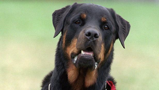 Ein Rottweiler blickt in die Kamera.