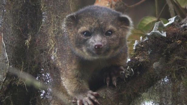 An &quot;olinguito (Bassaricyon neblina),&quot; described as the first carnivore species to be discovered in the American continents in 35 years, is pictured in a cloud forest in South America, in this July 18, 2013 photograph released on August 15, 2013. The Smithsonian Institution said on Thursday the new species had been mistaken for similar mammals in the Procyonidae family, which includes raccoons, for decades, and that a team of Smithsonian scientists identified it from overlooked museum specimens and trips to Ecuador. REUTERS/Mark Gurney/Smithsonian Institution/Handout via Reuters (UNITED STATES - Tags: ANIMALS ENVIRONMENT SCIENCE TECHNOLOGY) ATTENTION EDITORS - THIS IMAGE WAS PROVIDED BY A THIRD PARTY. FOR EDITORIAL USE ONLY. NOT FOR SALE FOR MARKETING OR ADVERTISING CAMPAIGNS. THIS IMAGE HAS BEEN SUPPLIED BY A THIRD PARTY. IT IS DISTRIBUTED, EXACTLY AS RECEIVED BY REUTERS, AS A SERVICE TO CLIENTS