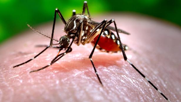 Malaria: Rasche Behandlung entscheidend