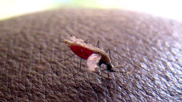 Malaria: Verbreitung und Gefahrengebiete