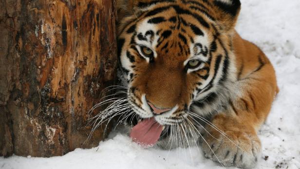 Nicht nur der Amur-Tiger ist gefährdet, auch viele andere Arten sind bedroht.
