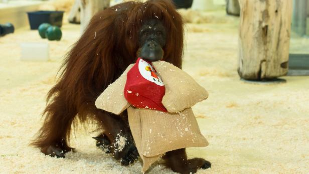 Der Nikolo war im Schönbrunner Zoo