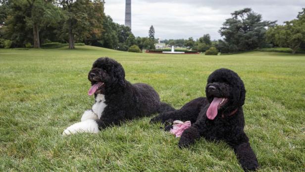 Bo and Sunny, the Obama family's new puppy, are pi