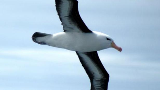Der Albatros hat mit bis zu dreieinhalb Metern die größte Flügelspannweite aller derzeit lebenden Vögel. In einem Zug kann er rund 500 Kilometer - in zwölf Stunden - segeln. Das ist ziemlich genau die Entfernung Wien-Bregenz (Luftlinie).