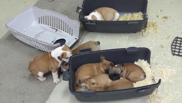 46 Hundewelpen wurden in Nickelsdorf beschlagnahmt.