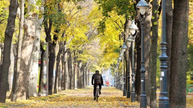 Ein Radfahrer fährt auf einer von Bäumen gesäumten Allee mit Herbstlaub.