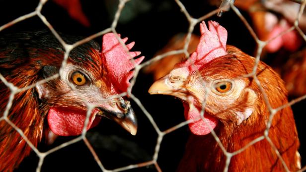 Resistente Keime in Österreichs Hühnern