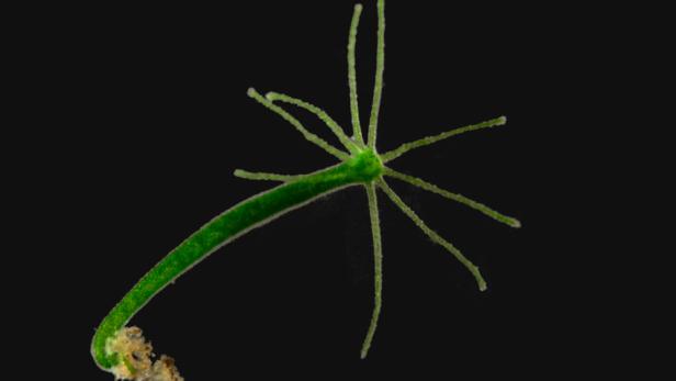 Ein grünes Hydra-Polyp mit Tentakeln vor einem schwarzen Hintergrund.