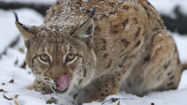 Hungriges Pinselohr: Nur eines von vier Jungtieren überlebt den ersten Winter.