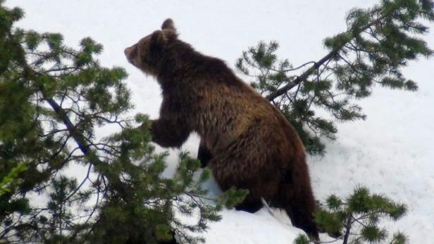 epa03591934 A file picture dated 07 April 2012 shows the bear known as &#039;M13&#039;, near Scuol, Switzerland. The notorious brown bear M13 has been killed. He was shot in the early hours of 19 February 2013, after it proved impossible to keep him away from human settlements, the Federal Office for the Environment announced on 20 February. &#039;M13&#039; was the only bear known to have been living in Switzerland. M13 apparently woke up from his winter sleep about ten days ago. At the weekend he followed two hikers into a village in Val Poschiavo in the south eastern canton of Graubuenden. EPA/MARIO RIATSCH NO SALES