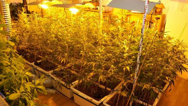 In der Wohnung fanden die Beamten 812 Gramm abgepacktes Cannabis und 144 Pflanzen