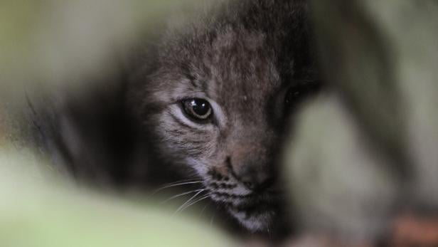 Der europäische Luchs ist die größte Wildkatze, die es in Europa gibt.