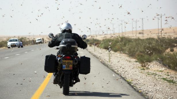 epa03611959 An Israeli motor cyclist passes through locusts as they swarm near the Egyptian border at the Negev Desert area of Nitzana, 06 March 2013. The swarm of locusts came from Egypt and Israel has been spraying the area in the hopes of killing off the millions of locusts. EPA/JIM HOLLANDER