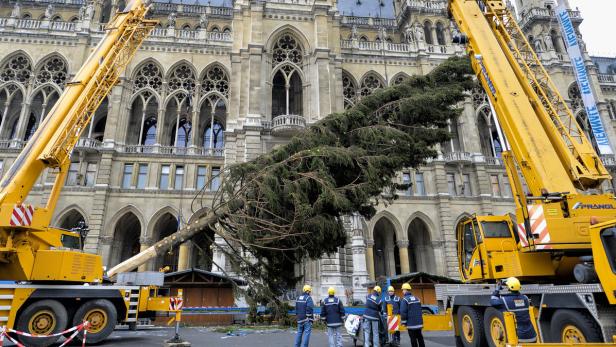 Christbaum für den Wiener Rathausplatz