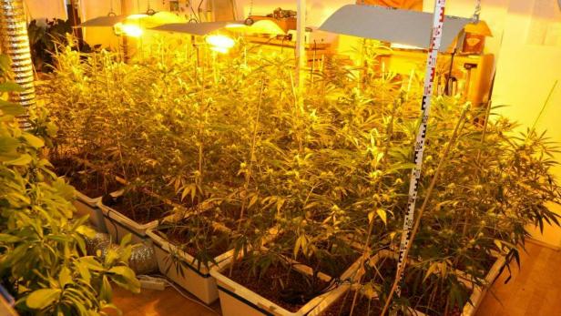 Auch in Wien-Favoriten stellte die Polizei Cannabis-Pflanzen sicher