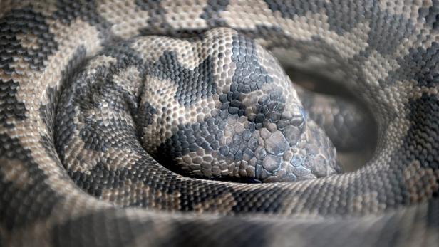 Carpet Python Kind aus Würgegriff von Python befreit
