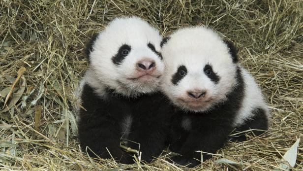 Pandazwillinge werden auf Fu Ban und Fu Feng getauft