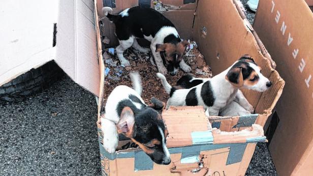 Das Tierschutzhaus Burgenland platzt durch die Unterbringung von illegal transportierten Welpen aus allen Nähten