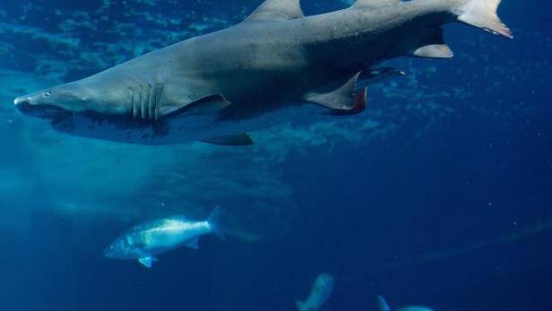 epa03583491 A sand tiger shark swims in an aquarium at the Ozeaneum in Stralsund, Germany, 14 February 2013. The sand tiger shark &#039;Valentin&#039; comes from Kiev and is the new highlight of the Ozeaneum. EPA/STEFAN SAUER