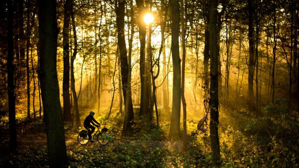 Erste Fortschritte beim Wiederaufbau der Wälder