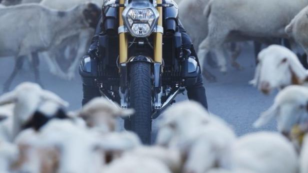 Ein Motorradfahrer fährt durch eine Schafherde auf einer Landstraße.