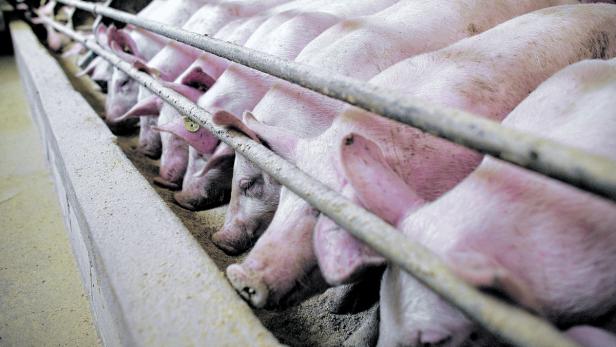 Preisverfall durch "Schweinestau" in der Coronakrise 