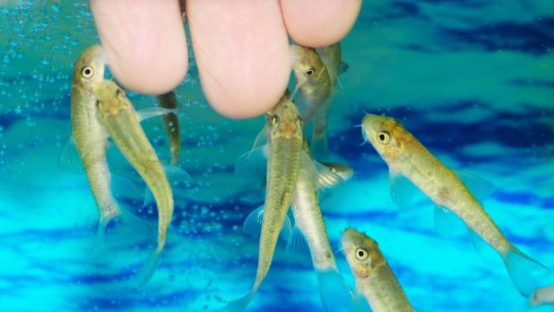 Fische als Fußpfleger: Ärzte warnen vor Pediküre mit Saugbarben