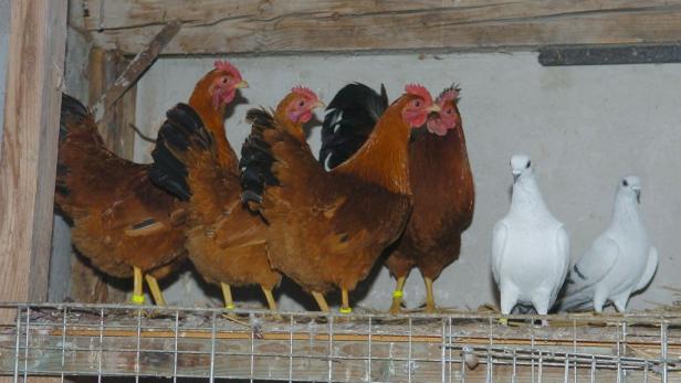 100 Hühner verendeten bei Stallbrand