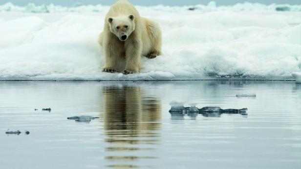 Ein Eisbär steht auf einer Eisscholle am Wasser.