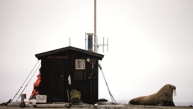 Ein Walross liegt vor einer kleinen Holzhütte mit Antenne.