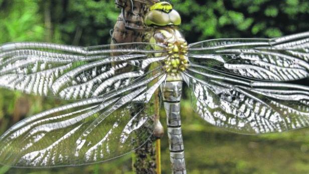 Verwandlung einer Libelle. Gerade aus der Larvenhaut geschlüpft, lässt die „Große Königslibelle“ ihre Flügel in der Sonne trocknen.