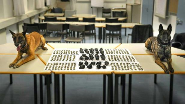 Zwei Belgische Schäferhunde liegen neben beschlagnahmten Drogen auf einem Tisch.