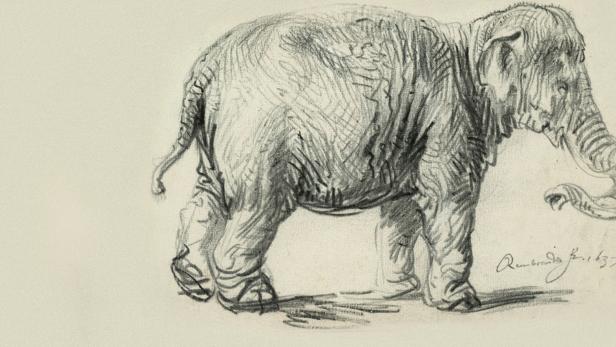 Ein Elefant, 1637