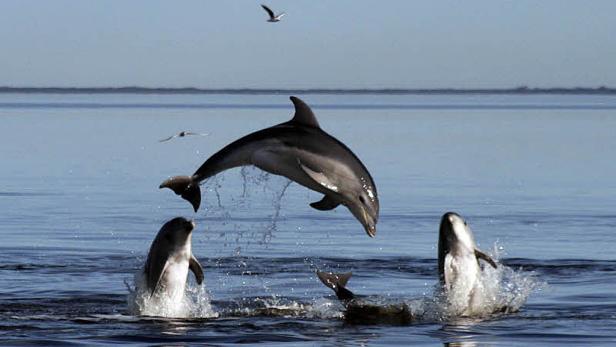 Kein Ende des Delfinsterbens vor US-Küste