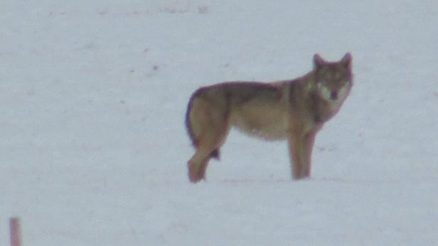 Wolf geriet in Karlstift vor die Linse einer Wildkamera.