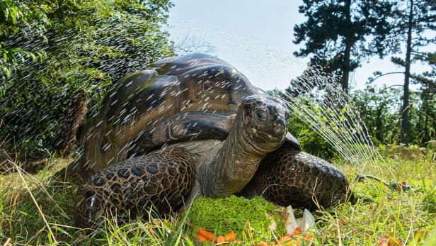 Seychellen-Riesenschildkröte im Tiergarten Schönbrunn.